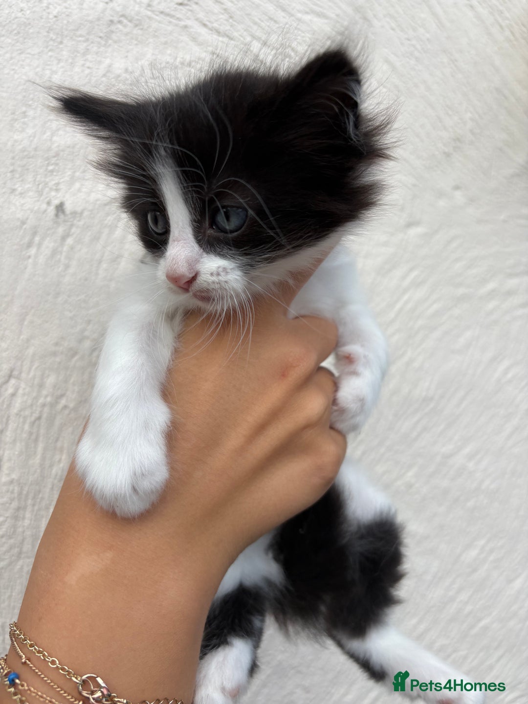Mixed Breed cats for sale: 4 Kittens  - Image 6