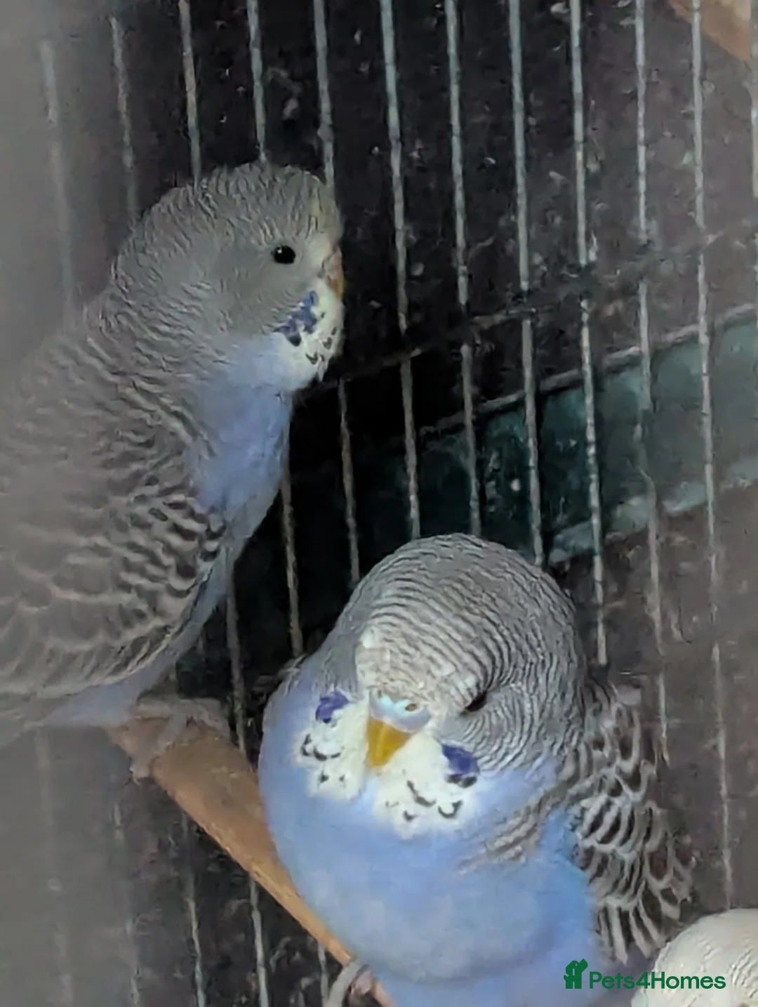 Budgerigars birds for sale: Baby budgies  - Advert 10
