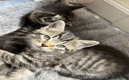 Bengal cats for sale: Bengal x Persian male kitten for sale! - Image 9