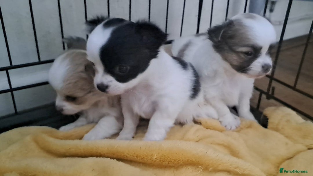 Chihuahua dogs for sale: Long Coat Chihuahua puppies - Image 5