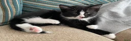 Mixed Breed cats for sale: 4 Beautiful fluffy kittens - Advert 2