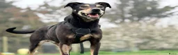 Mixed Breed dogs for adoption: Meet Shadow, currently residing in Essex  in Frinton-on-Sea - Advert 9