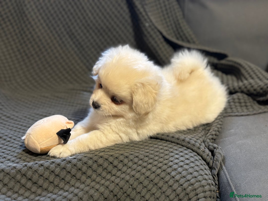 Mixed Breed dogs for sale: Gorgeous Pomapoos Female ready. Vaccinated Chipped - Advert 4