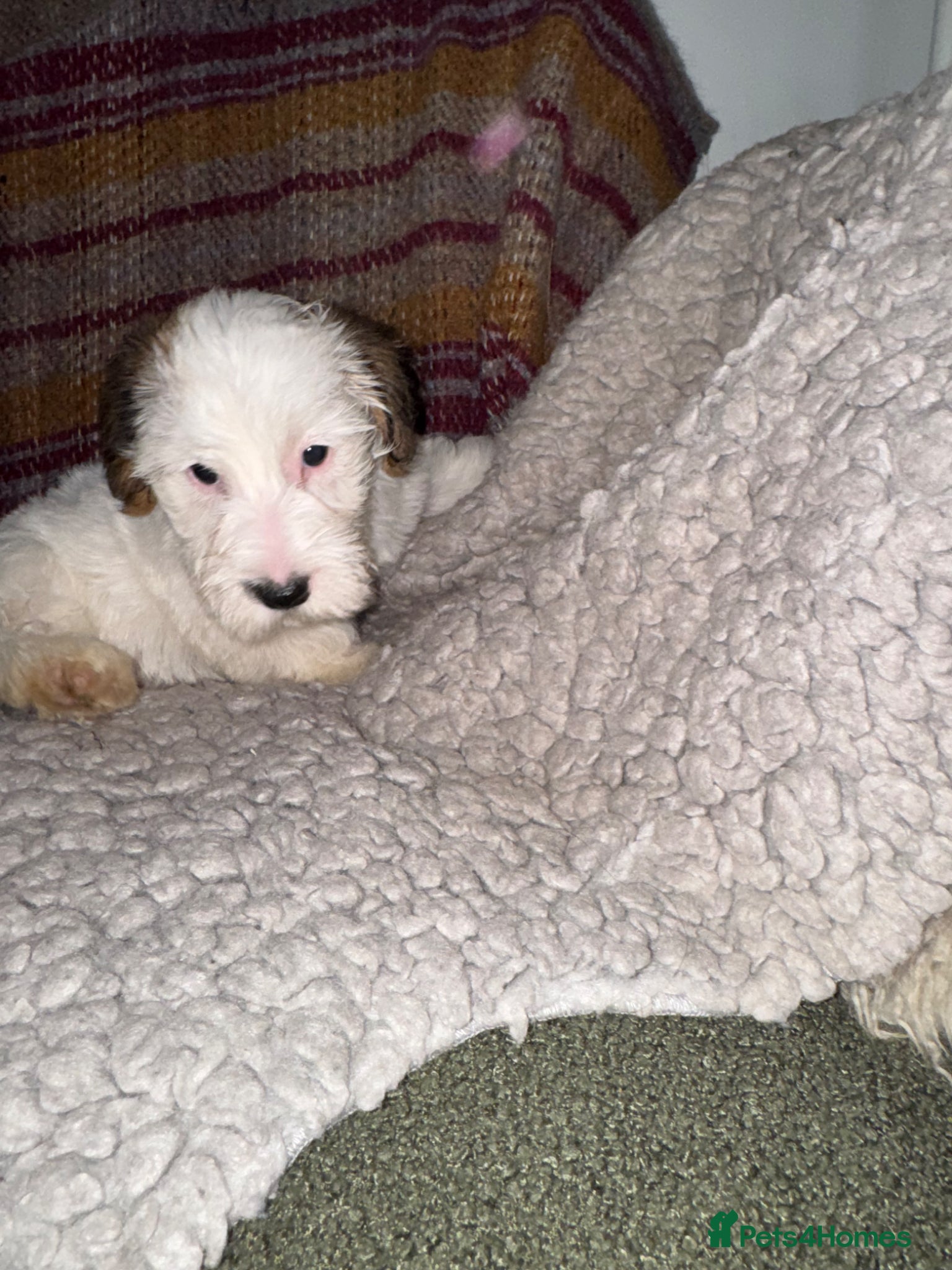Mixed Breed dogs Sporting Lucas Terrier x Sealyham Terrier Puppies  - Advert 2