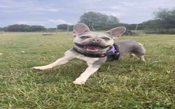 Mixed Breed dogs for adoption: Lovely Anita is looking for her forever home! - Image 6