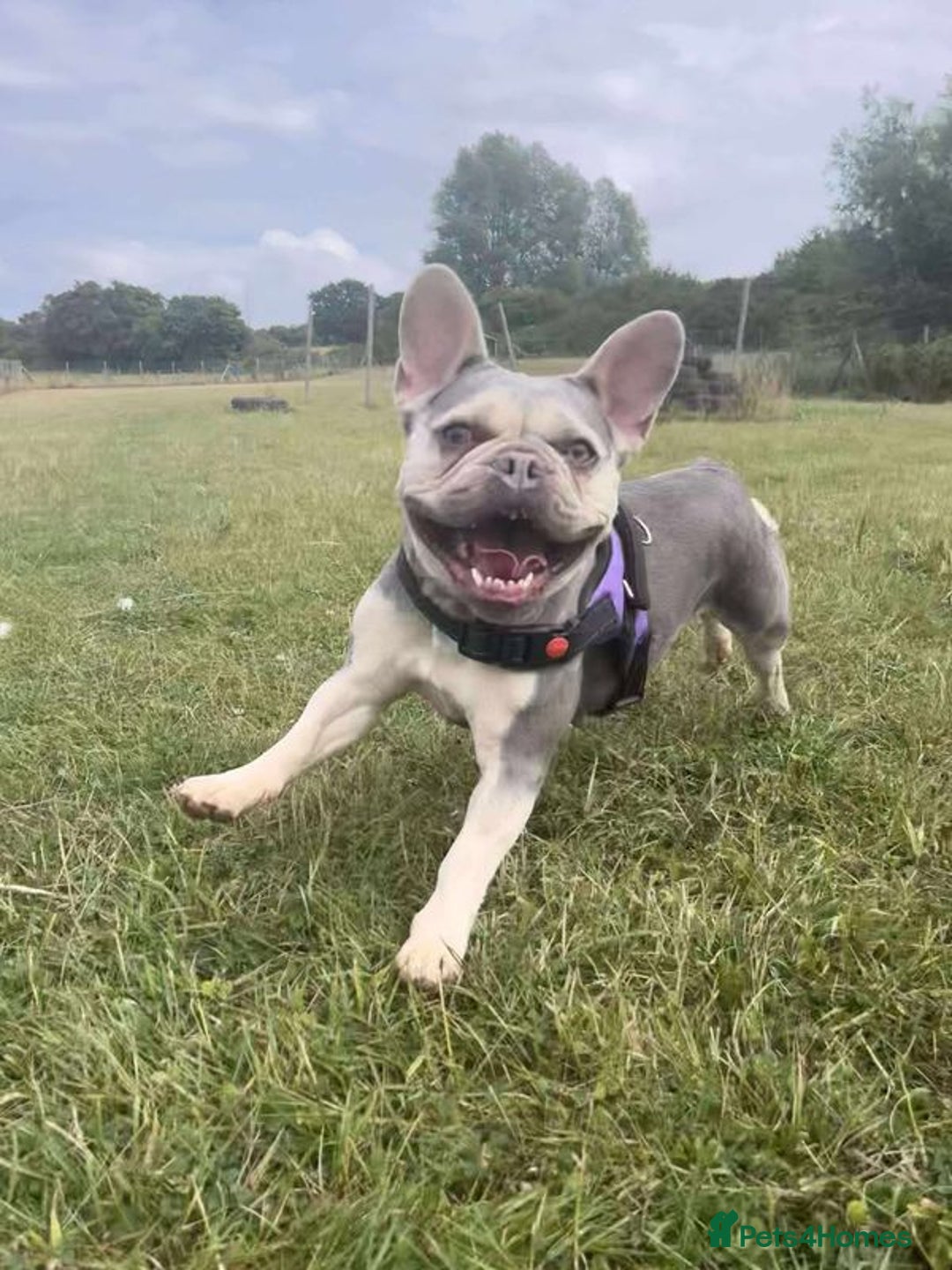 Mixed Breed dogs for adoption: Lovely Anita is looking for her forever home! - Image 6