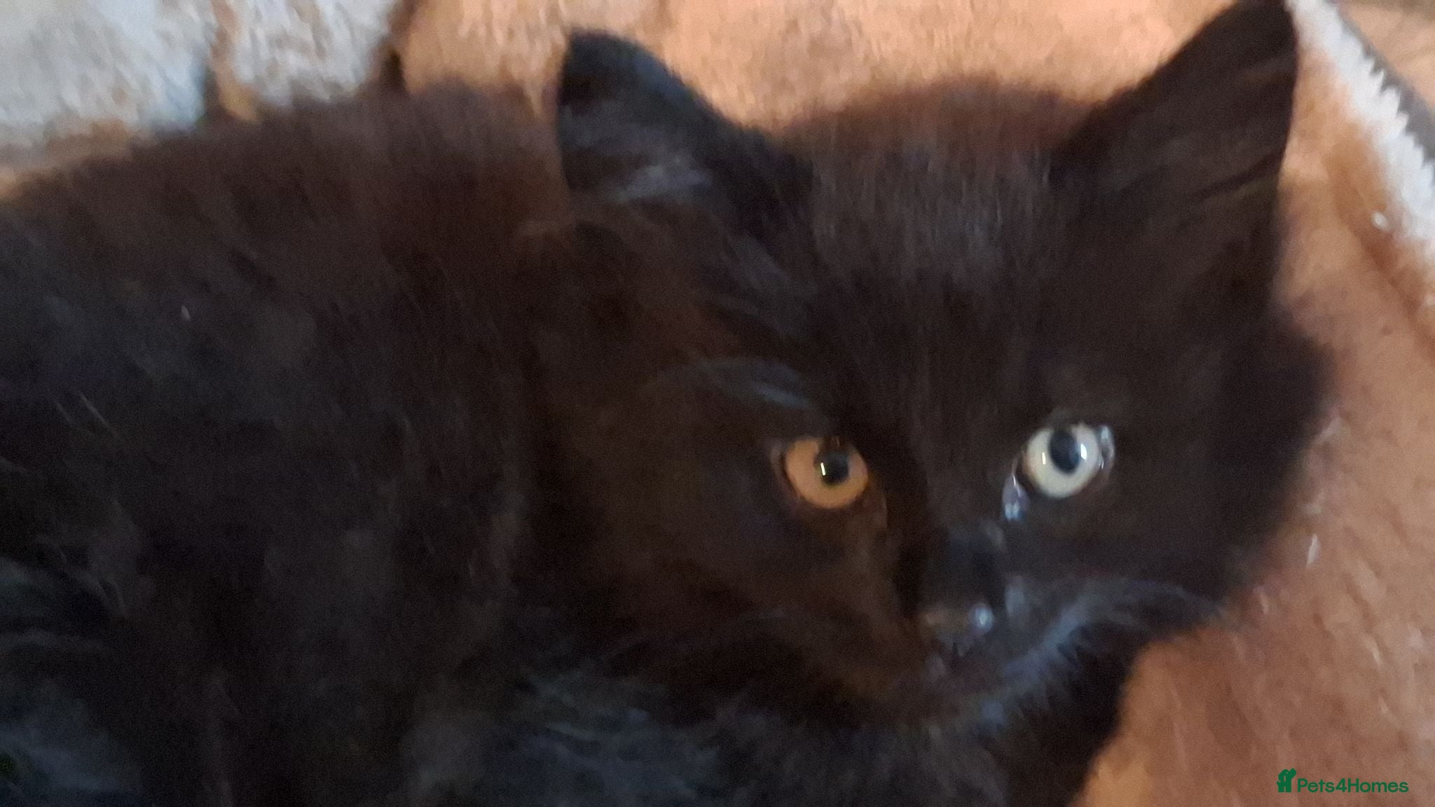 Mixed Breed cats Beautiful Kittens 😻 - Advert 2