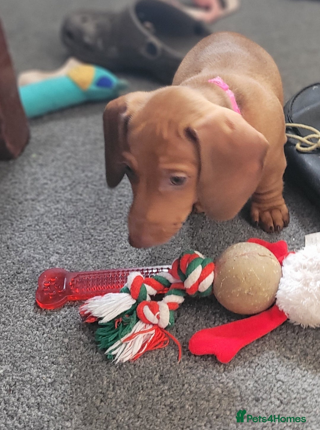 Dachshund dogs for sale: Dachshund minature short hair  - Advert 2