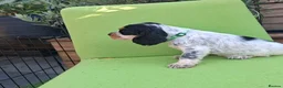 Cocker Spaniel dogs for sale: 🏡UNIQUE SHOW COCKER SPANIELS PUPPIES 🐶  - Advert 12