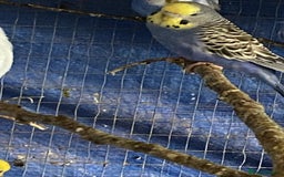 Budgerigars birds for sale: 3 pairs of budgies, searching for new homes  - Image 8