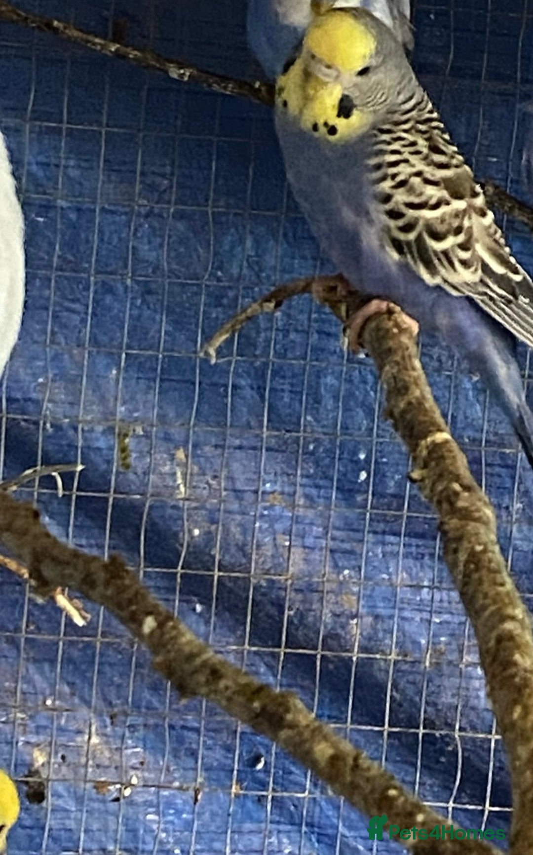 Budgerigars birds for sale: 3 pairs of budgies, searching for new homes  - Image 8