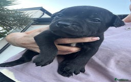Staffordshire Bull Terrier dogs for sale: 🔥 Stunning Staffordshire Bull Terriers 🔥 - Image 10