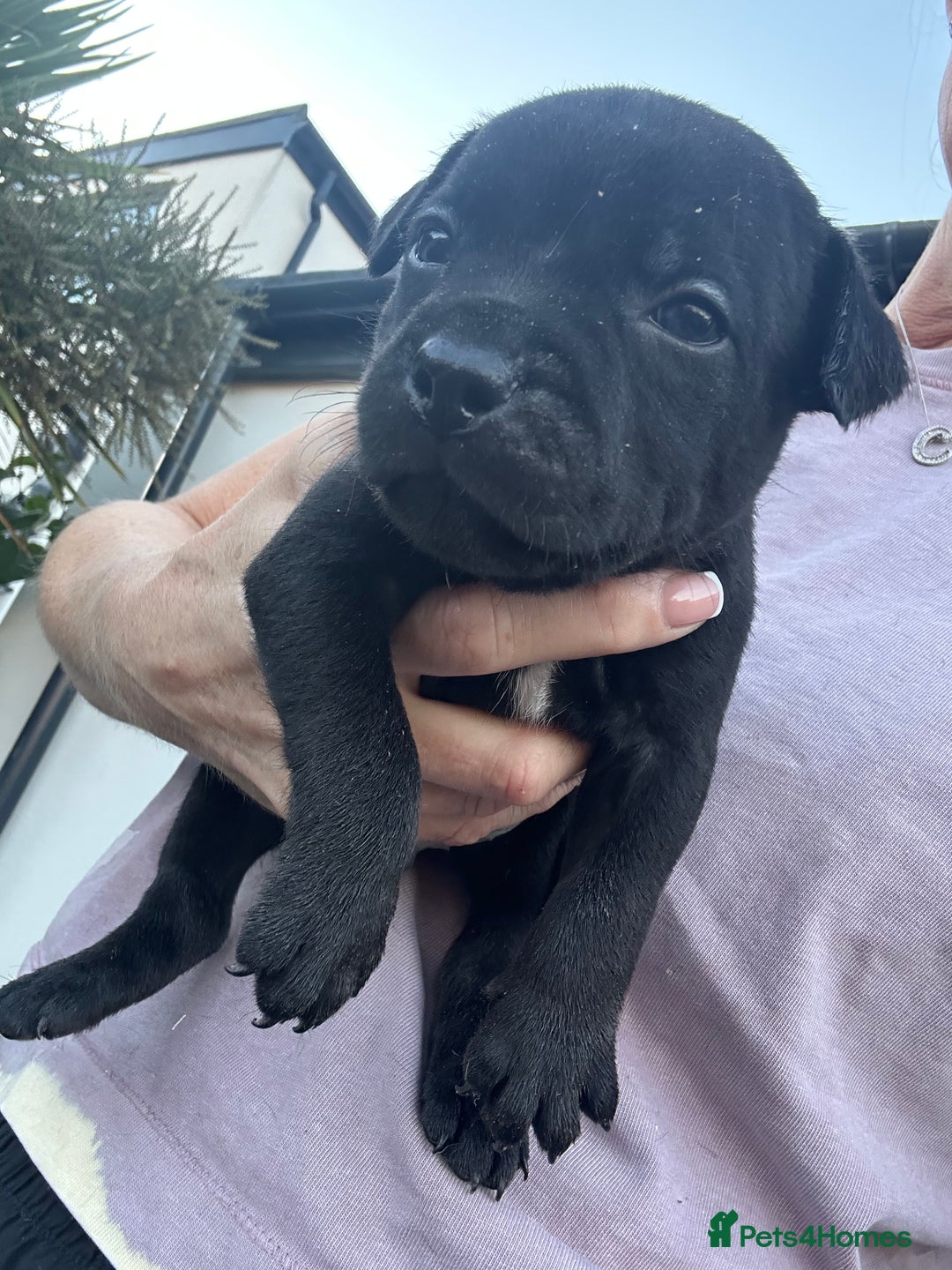 Staffordshire Bull Terrier dogs for sale: 🔥 Stunning Staffordshire Bull Terriers 🔥 - Image 10