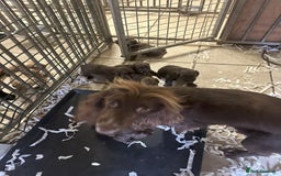 Cocker Spaniel dogs for sale: Two cocker spaniel litters - Image 4