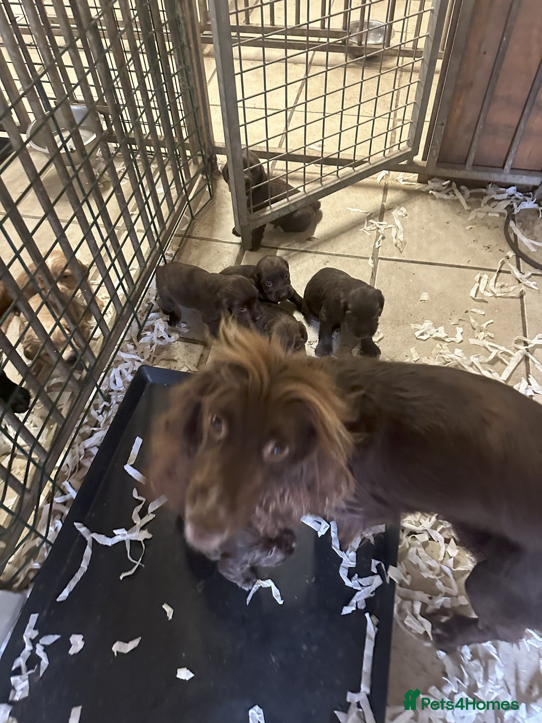 Cocker Spaniel dogs for sale: Two cocker spaniel litters - Image 4