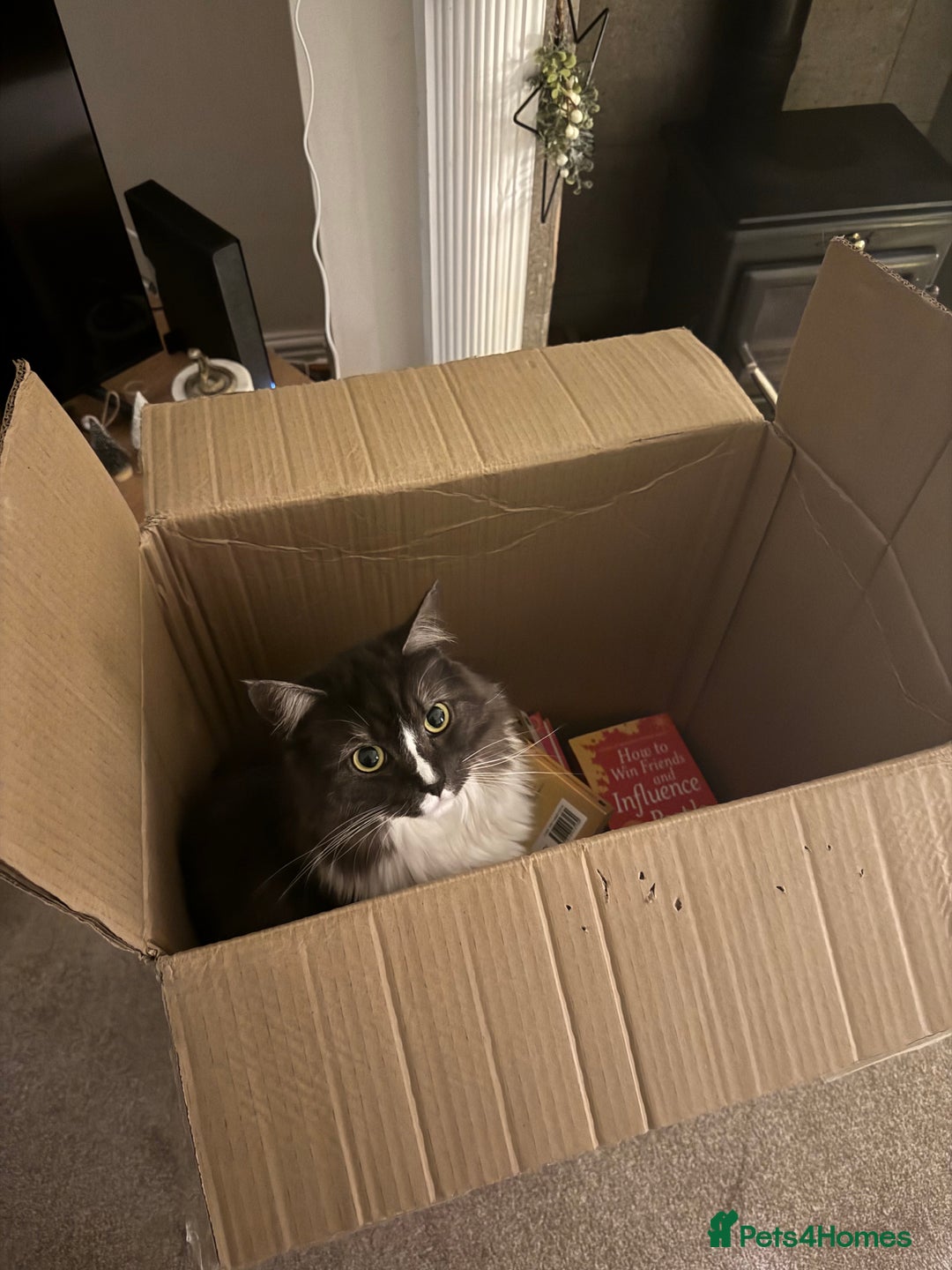 Mixed Breed cats for sale: Mila female 3 year old - Advert 3