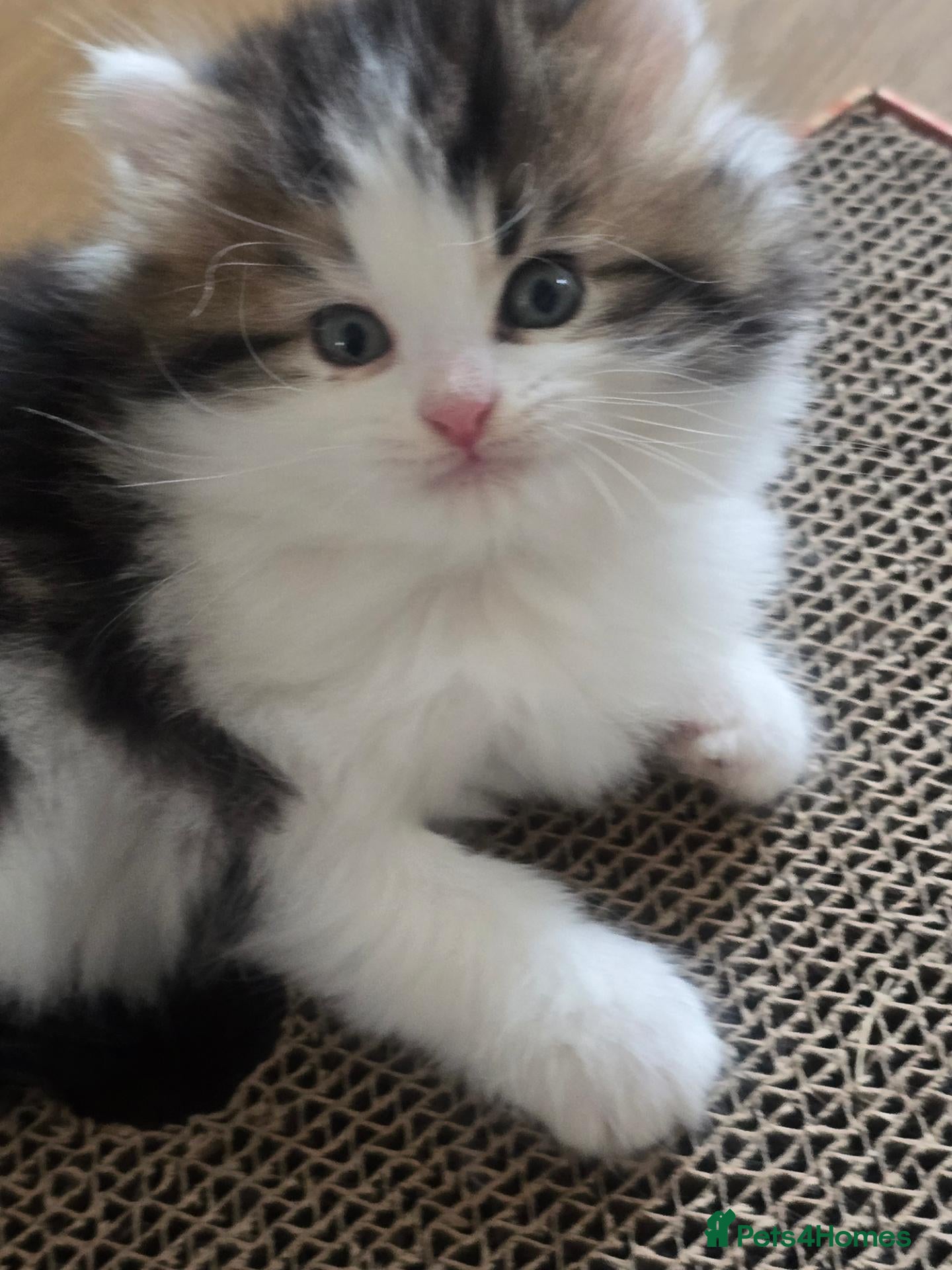 Siberian cats 3 Siberian x kittens for sale - Advert 8
