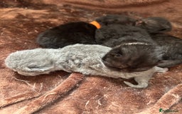 British Shorthair cats for sale: Pure British shorthair  - Image 2