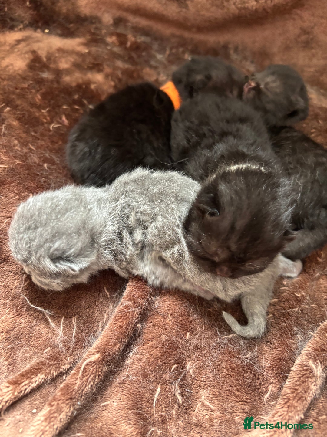 British Shorthair cats for sale: Pure British shorthair  - Image 2