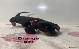 Dachshund dogs for sale: Dachshund pups  - Image 5