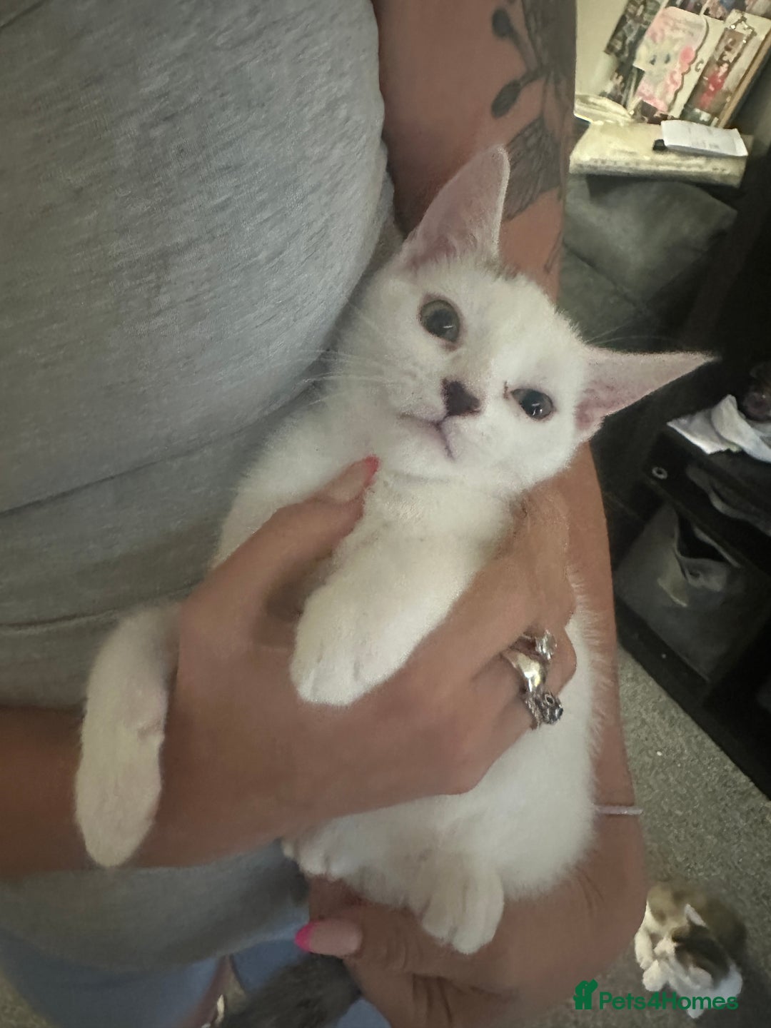 Mixed Breed cats for sale: ⭐️⭐️ 2 Males & 1 female mixed breed Kittens!!⭐️⭐️ - Image 5