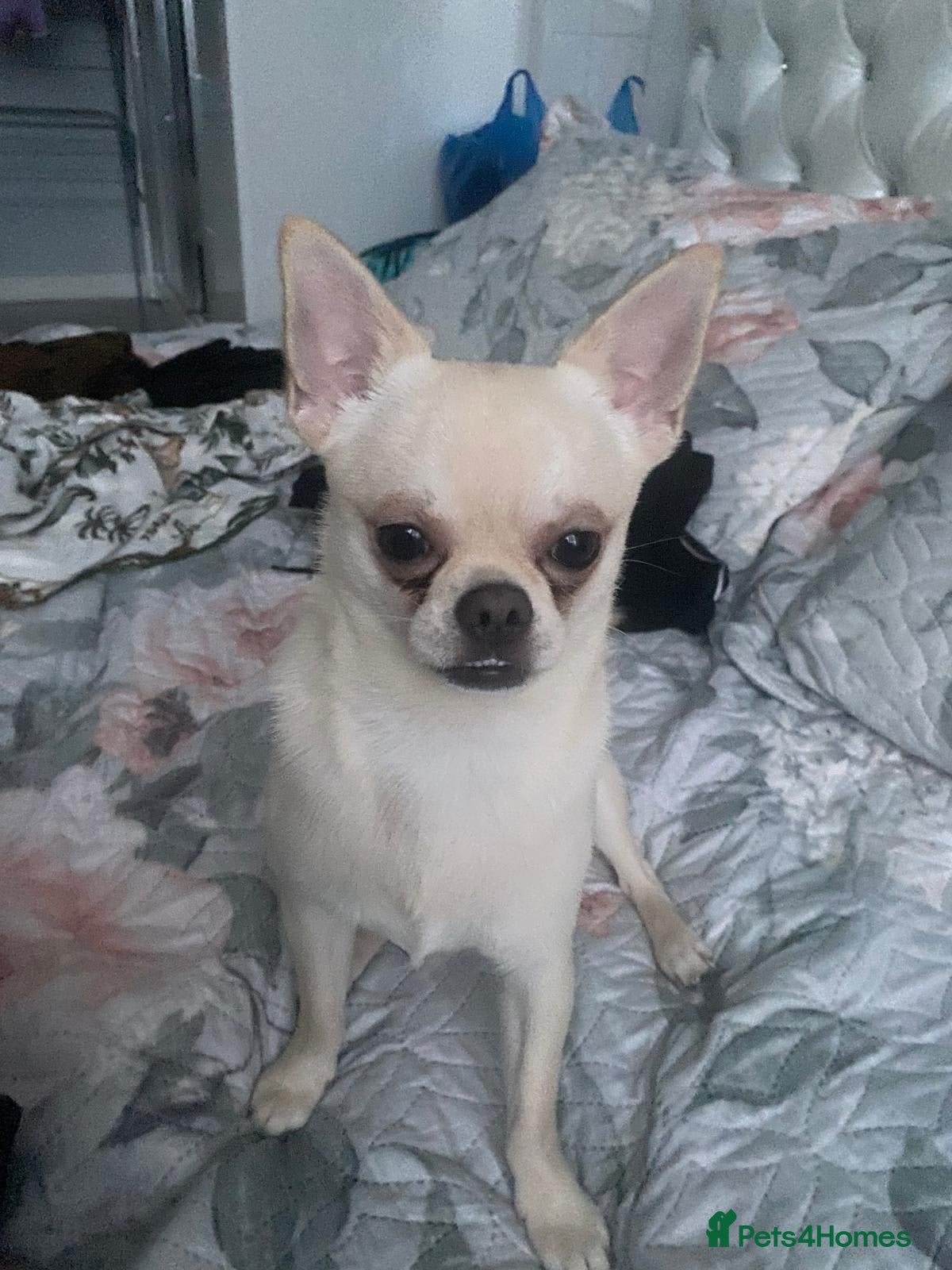 Chihuahua dogs Chihuahua  - Advert 18