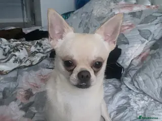 Chihuahua dogs Chihuahua - Advert 18