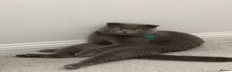 Scottish Fold cats for sale: One Scottish Boy for Sale  - Advert 2