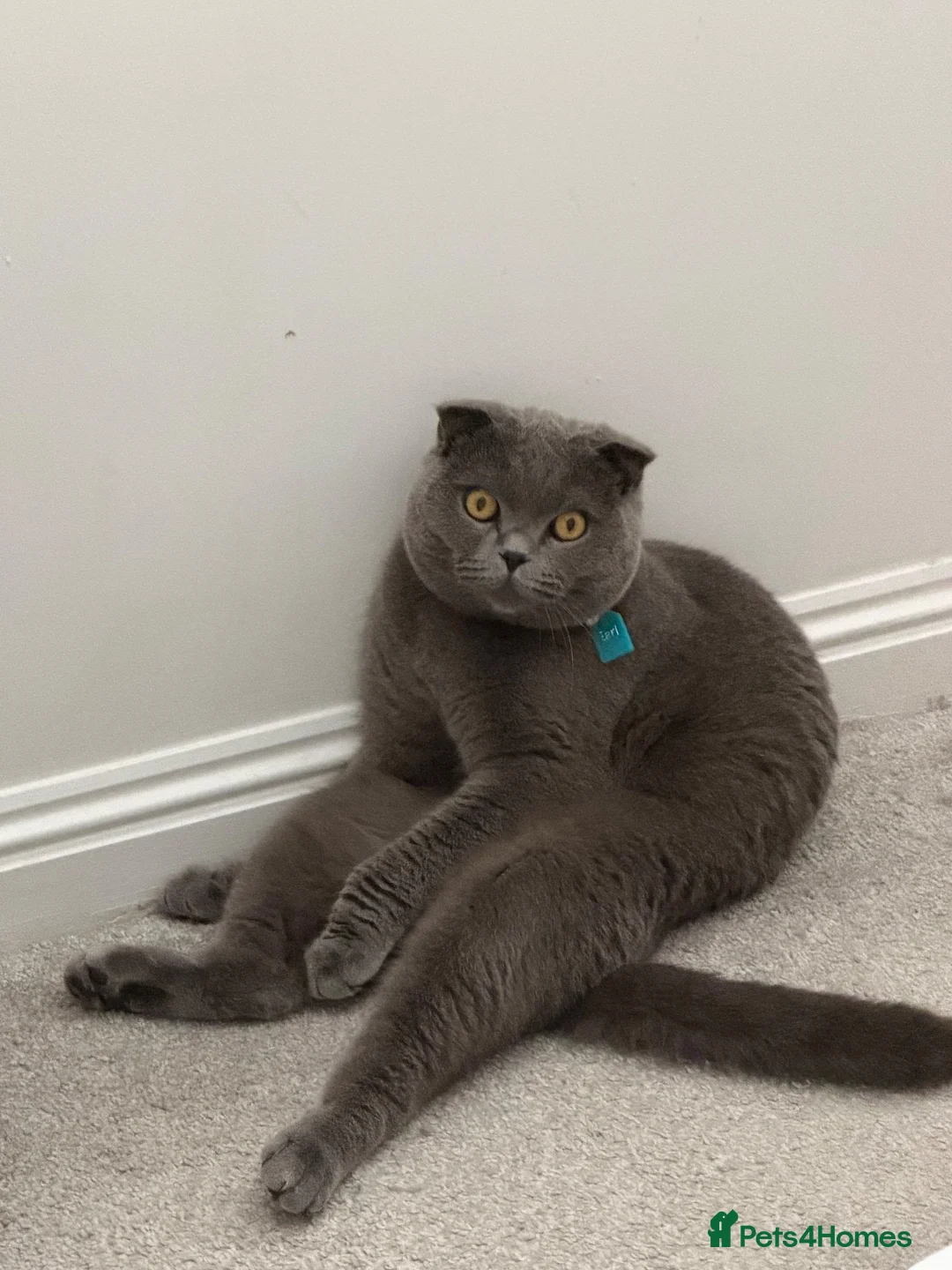 Scottish Fold cats for sale: One Scottish Boy for Sale  - Advert 2