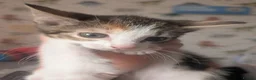 Mixed Breed cats for sale: 4 female kittens  - Advert 4