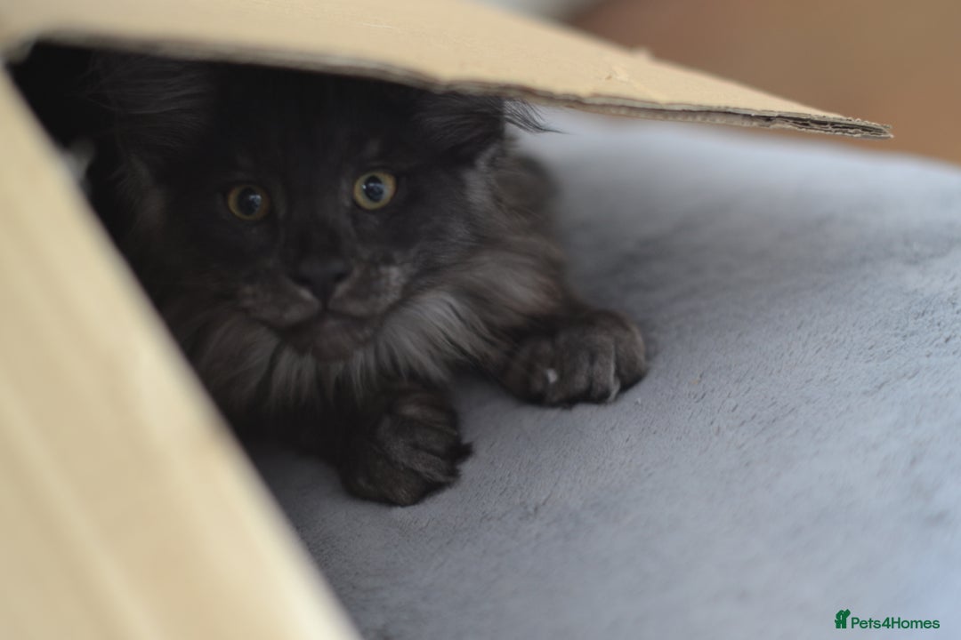 Maine Coon cats for sale: Tica Registered Maine Coon Kittens *ready now* - Image 1