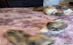 Lhasa Apso dogs for sale: Lhasa Apso Puppies 🐶  - Image 39