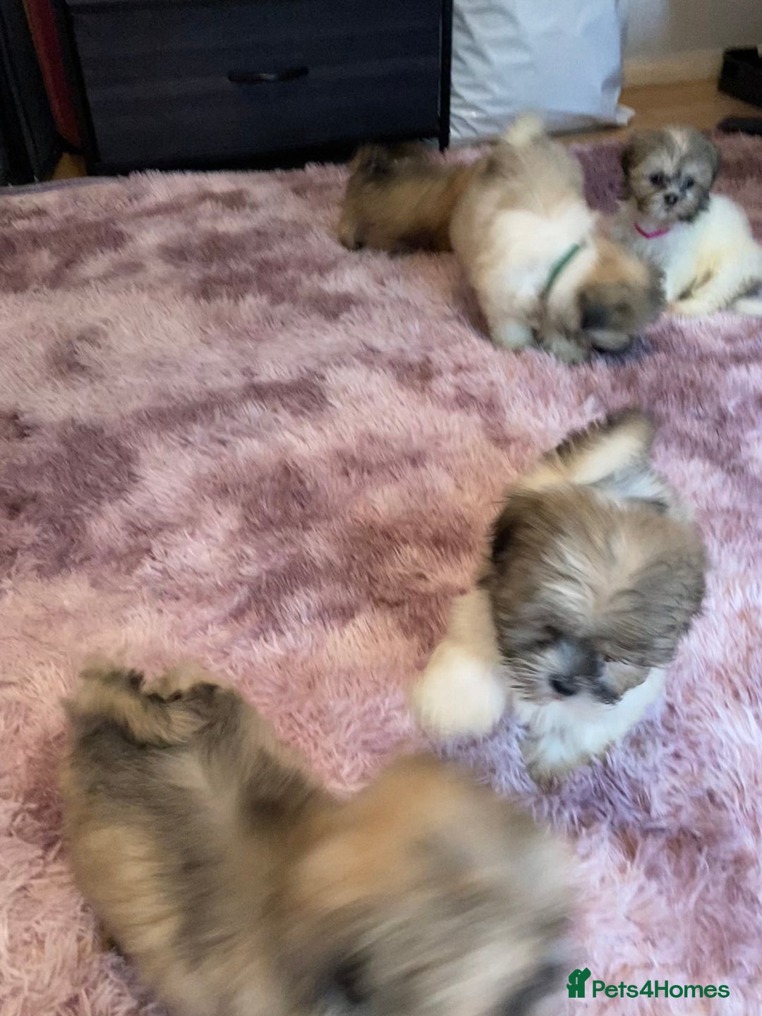 Lhasa Apso dogs for sale: Lhasa Apso Puppies 🐶  - Image 39