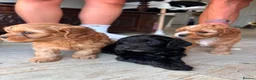 Cavapoo dogs for sale: Beautiful set of 5 puppies  - Advert 15