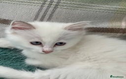 Ragdoll cats for sale: Rare champion lilac/flame/tortie Ragdoll kittens in Hook - Image 11