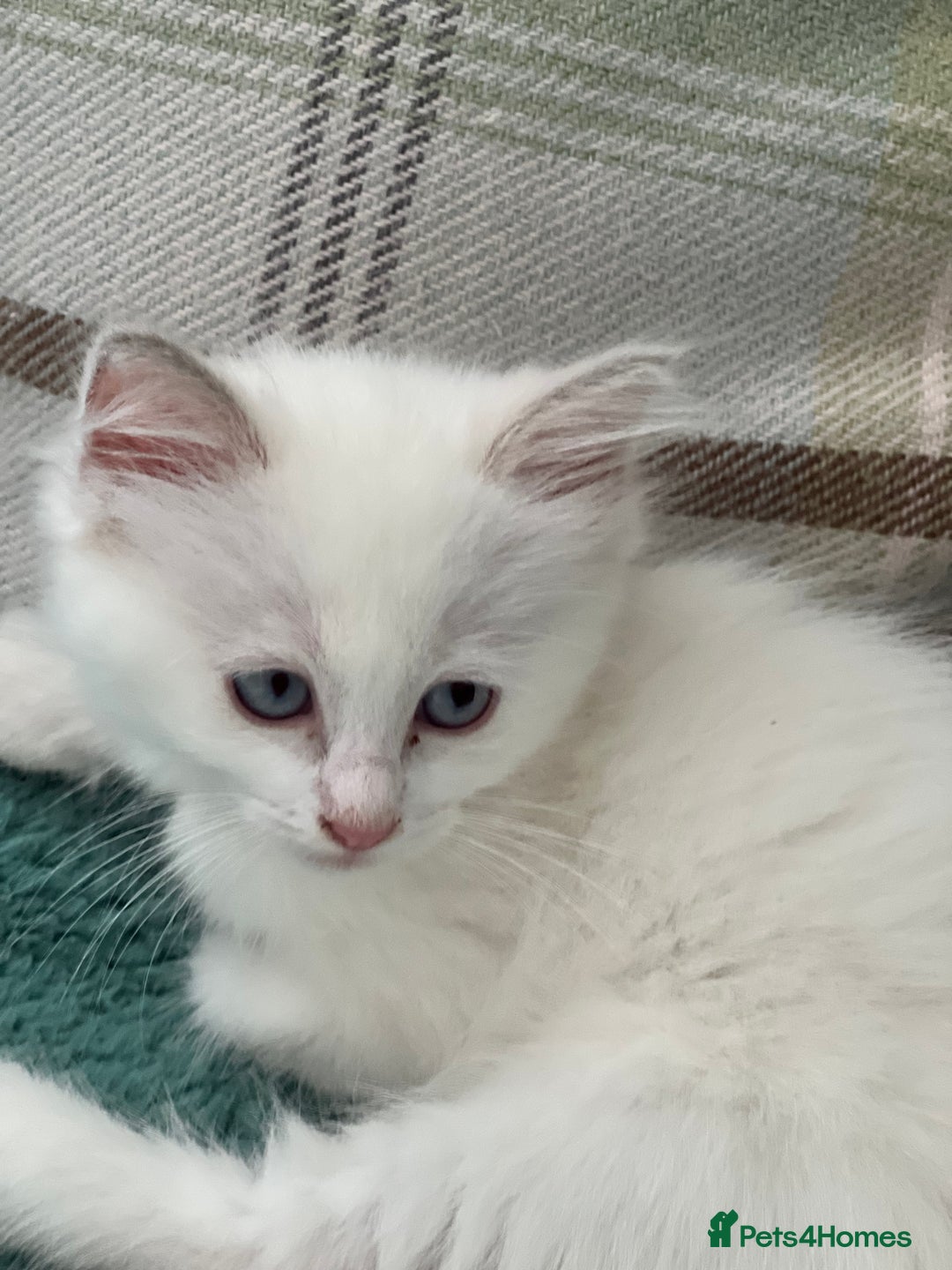 Ragdoll cats for sale: Rare champion lilac/flame/tortie Ragdoll kittens in Hook - Image 11
