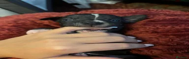 Staffordshire Bull Terrier Puppy 1