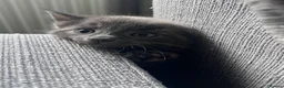 Mixed Breed cats for sale: 5 kittens for rehoming in London - Advert 12