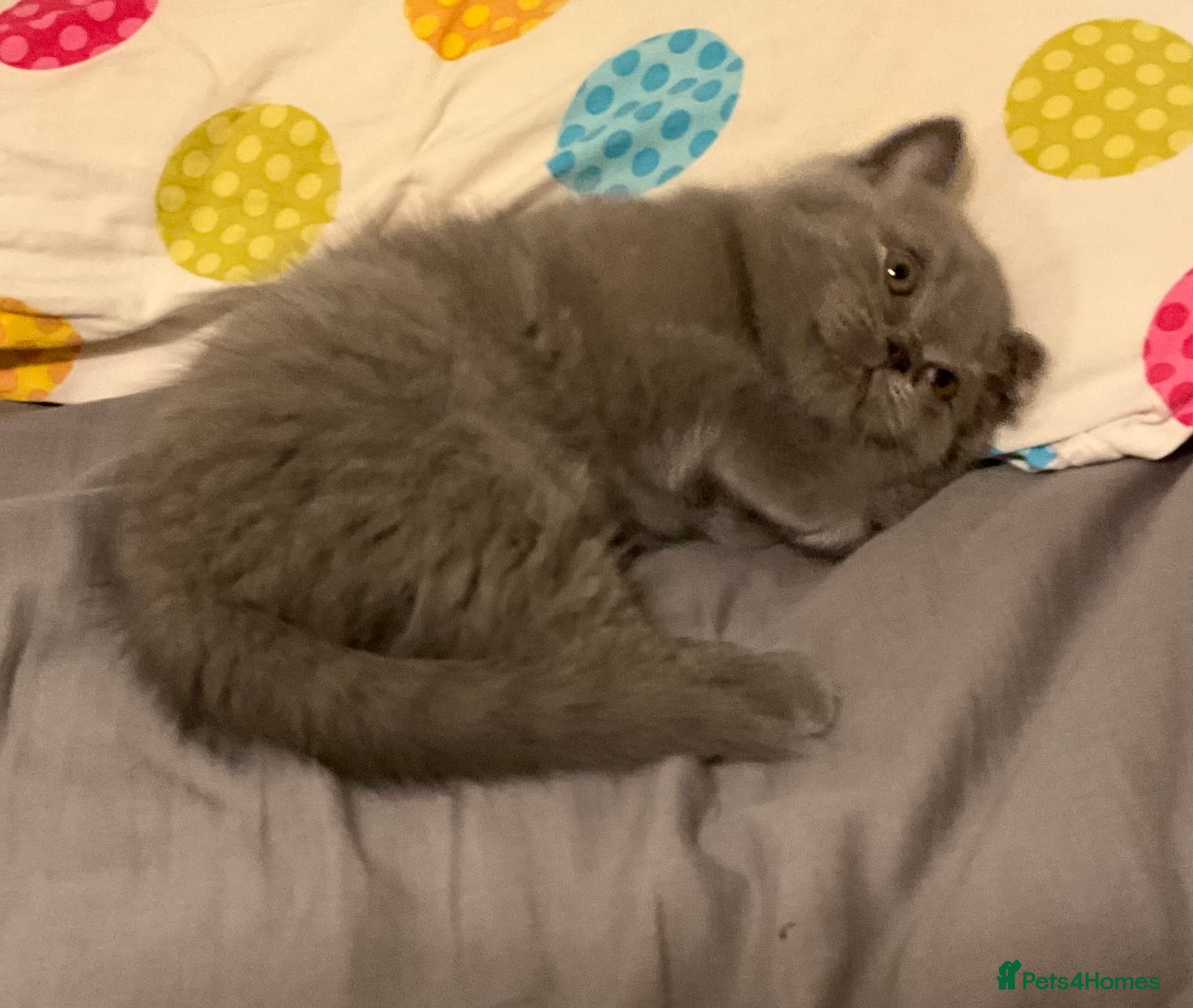 British Shorthair cats  ONE PURE BREAD BSH BOY LEFT!!! - Advert 3