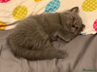 British Shorthair cats ONE PURE BREAD BSH BOY LEFT!!! - Advert 2
