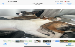 Mixed Breed dogs for sale: 2 sisters looking for a loving home together  - Image 2