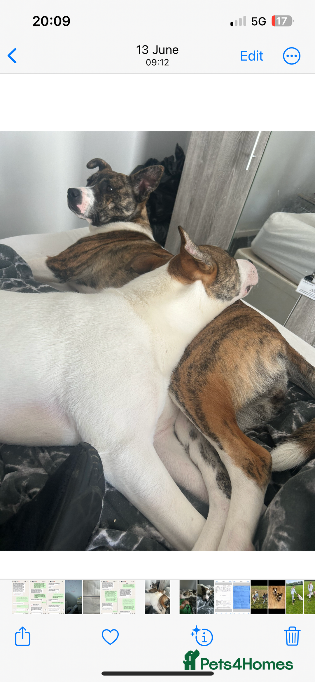Mixed Breed dogs for sale: 2 sisters looking for a loving home together  - Image 2