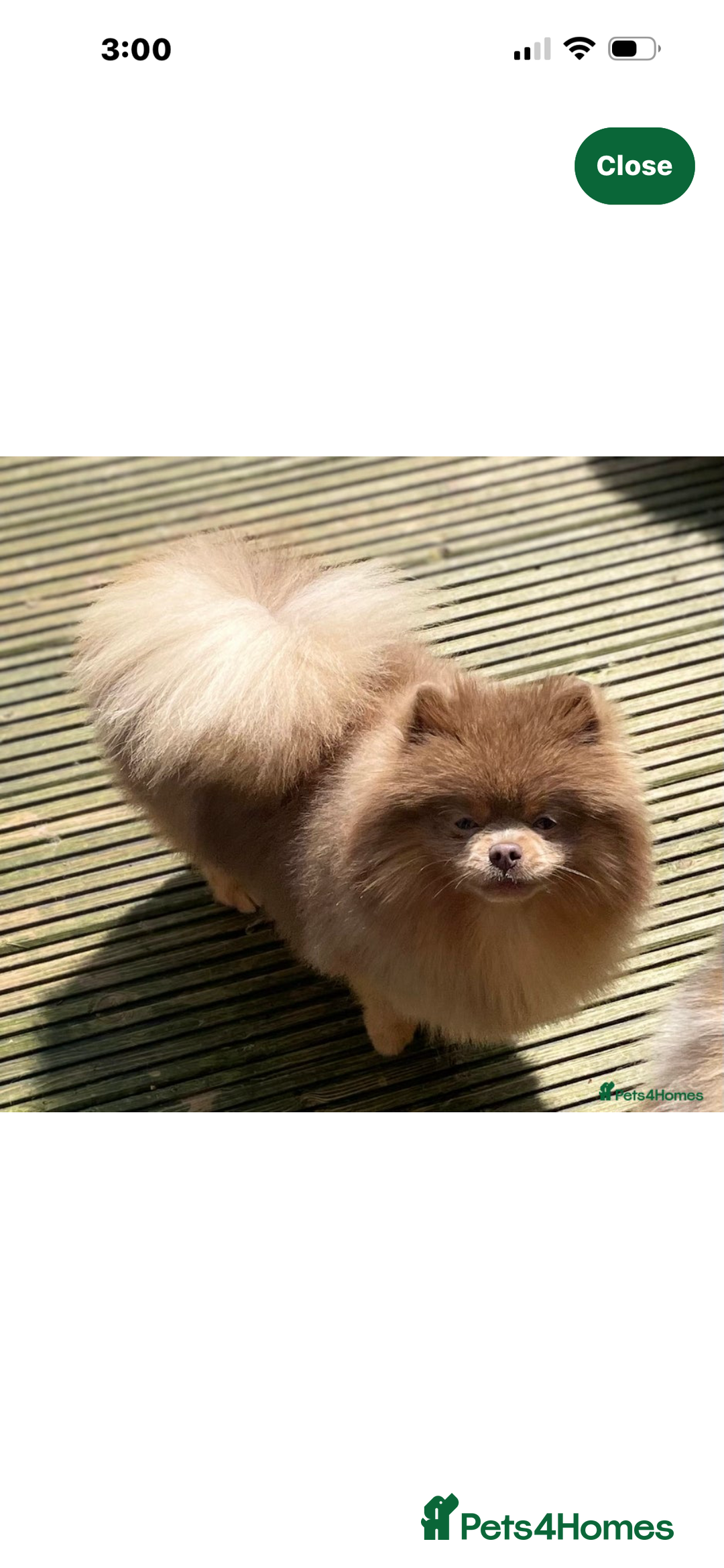Pomeranian dogs for sale: Rare KC Lilac, Blue and Blue Sable Pups!  - Advert 3