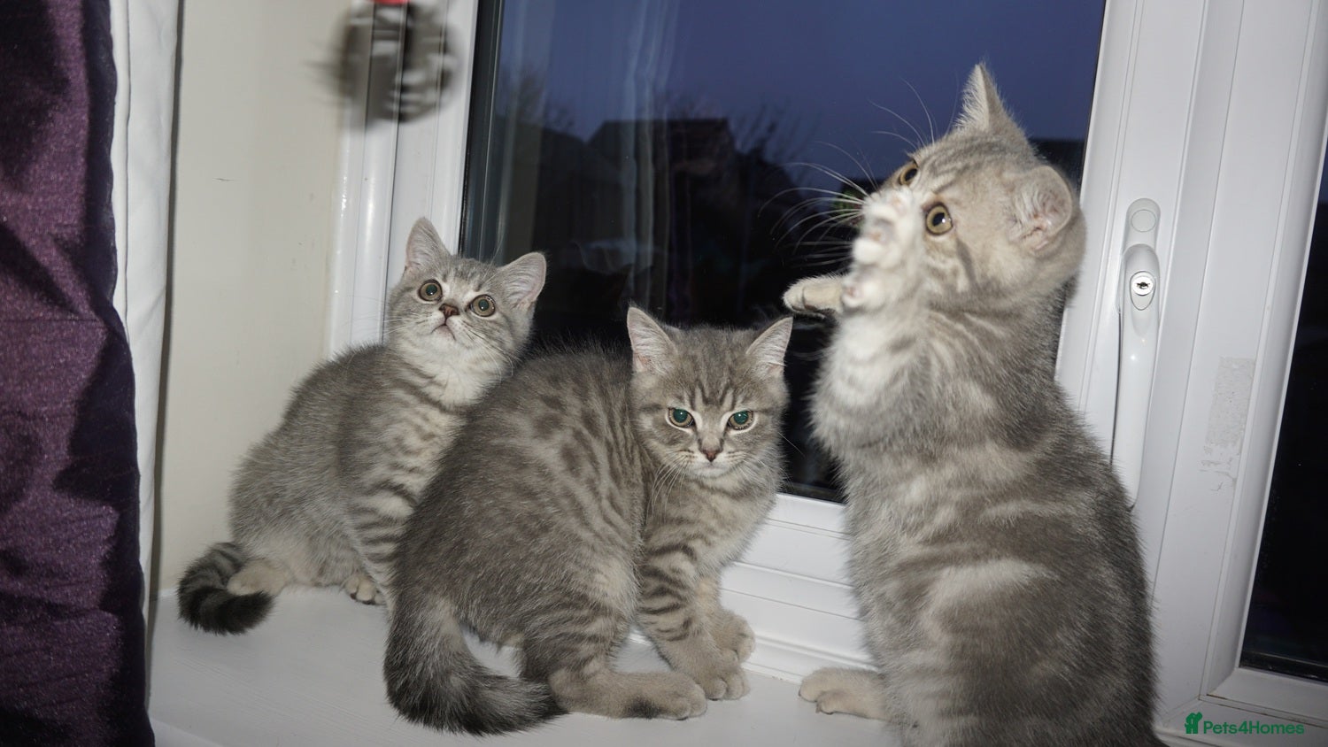 British Shorthair cats British Blue tabbies boys and girls - Advert 3