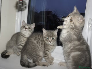 British Shorthair cats British Blue tabbies boys and girls - Advert 3