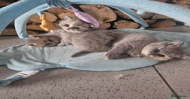 British Shorthair cats - Advert 13
