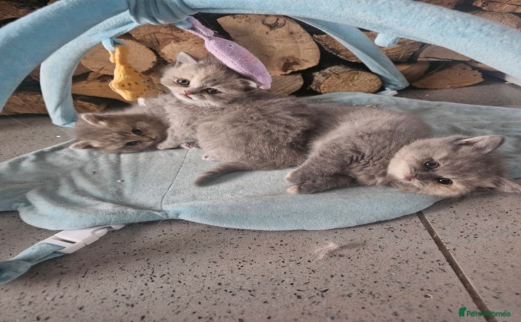 British Shorthair cats - Advert 6