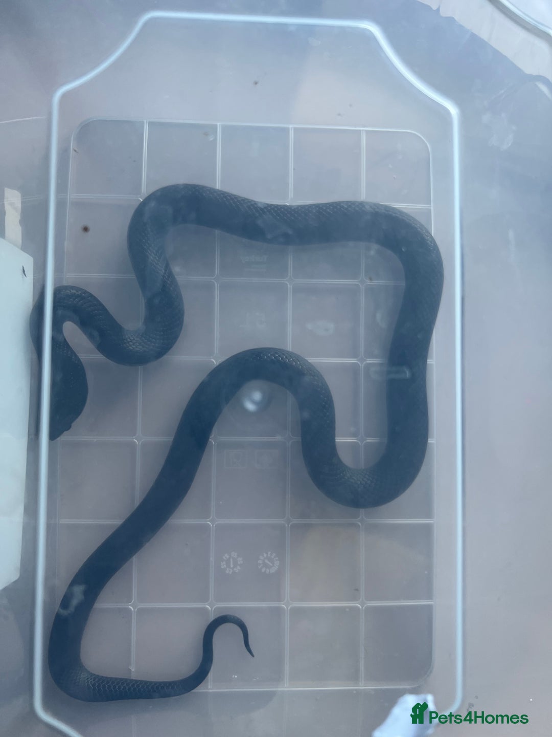 King Snake reptiles for sale: Pair of Mexican black kingsnake - Image 4