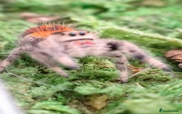 Spiders invertebrates for sale: Spoodiesuk jumping spiders  - Image 3