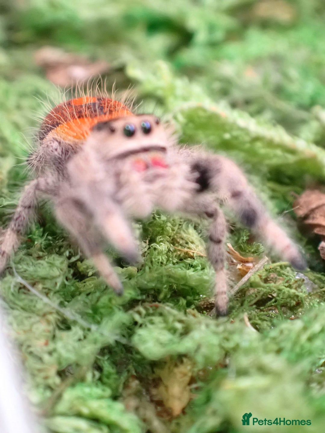 Spiders invertebrates for sale: Spoodiesuk jumping spiders  - Image 3